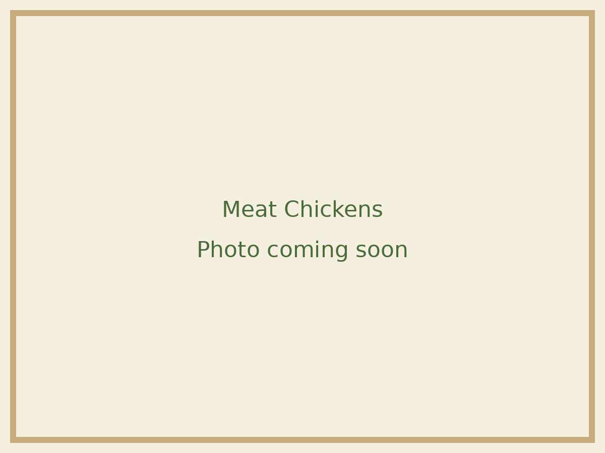 Placeholder image: Meat Chickens photo coming soon