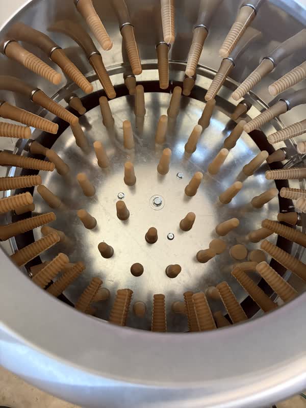 Inside the plucker drum, lined with rubber plucking fingers